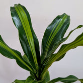 Dracaena dara singh, with 5.5 inches white decor pot